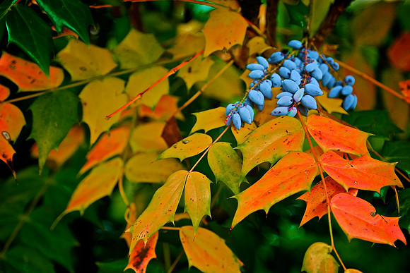 Mahonia Aquifolium, Main Street, Davidson