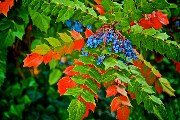 Mahonia Aquifolium, Main Street, Davidson