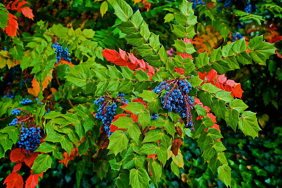 Mahonia Aquifolium, Main Street, Davidson