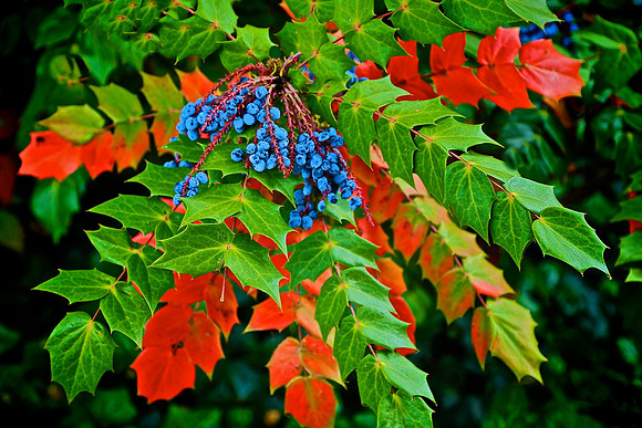 Mahonia Aquifolium, Main Street, Davidson