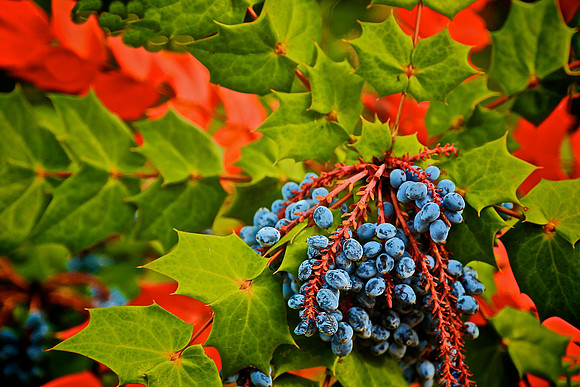 Mahonia Aquifolium, Main Street, Davidson