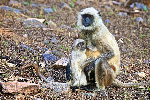 Ranthambhore Tiger Reserve