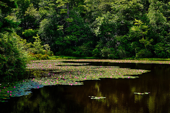 Ravenel Lake, Highlands Biological Station, Highlands, NC