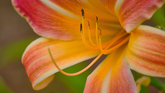 Blowing Rock Garden Club