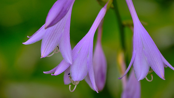 Blowing Rock Garden Club