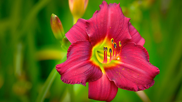 Blowing Rock Garden Club