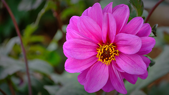 Blowing Rock Garden Club
