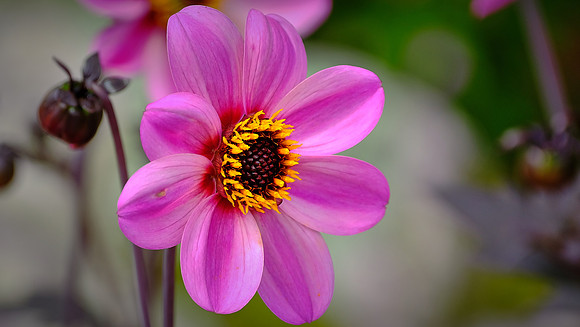 Blowing Rock Garden Club