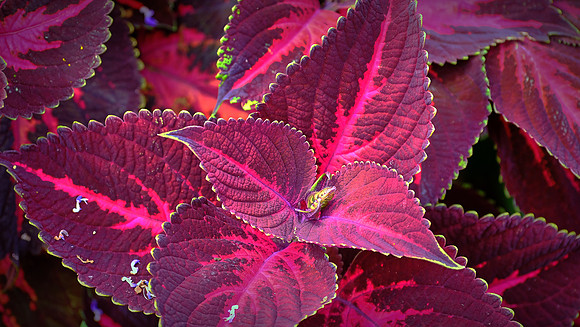 Blowing Rock Garden Club
