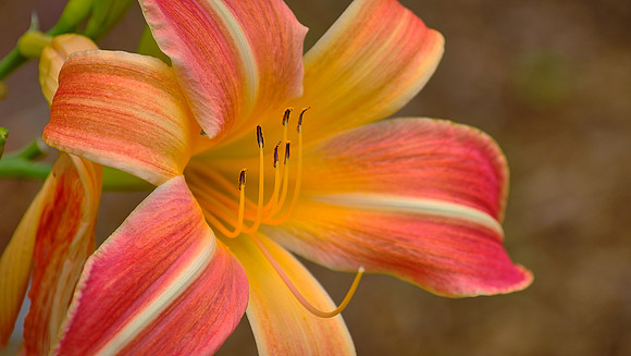 Blowing Rock Garden Club