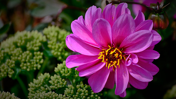 Blowing Rock Garden Club
