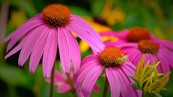 Blowing Rock Garden Club