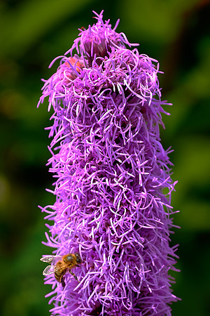 Blowing Rock Garden Club