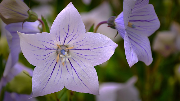 Blowing Rock Garden Club