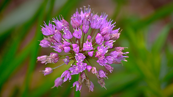 Blowing Rock Garden Club