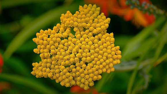 Blowing Rock Garden Club