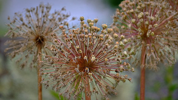 Blowing Rock Garden Club