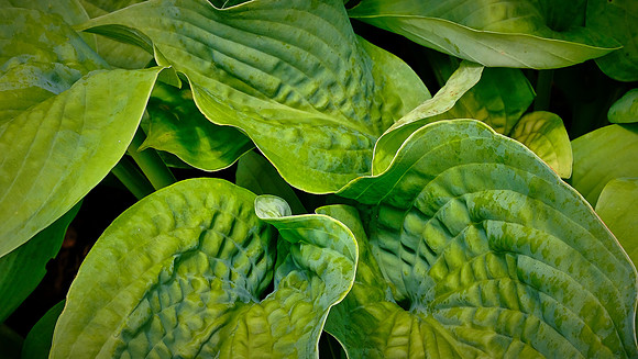 Blowing Rock Garden Club