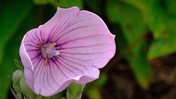 Blowing Rock Garden Club