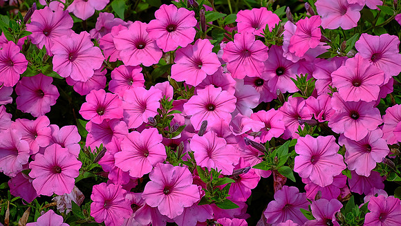 Blowing Rock Garden Club