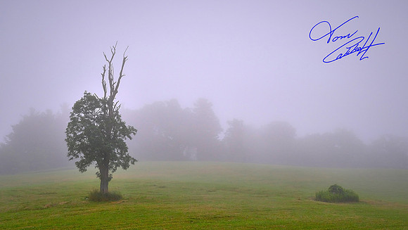 Foggy morning, Blue Ridge Parkway