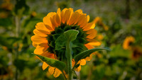 2021 July - Jefferson Herr Flowers