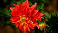 2021 July - Jefferson Herr Flowers