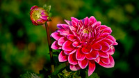 2021 July - Jefferson Herr Flowers