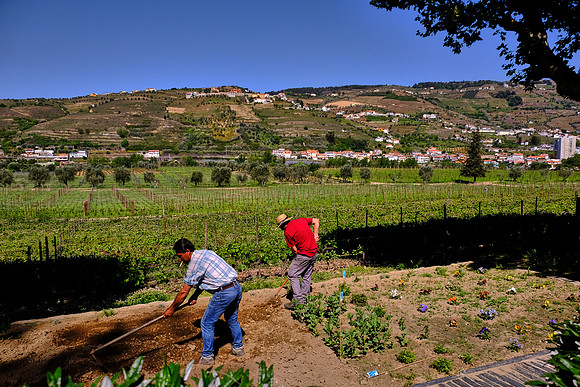 Pacheca winery, Douro Valley, Portugal