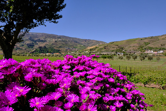 Pacheca winery, Douro Valley, Portugal