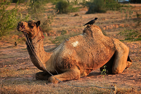 Nagaur Camel and Livestock Fair, Nagaur, Rajasthan