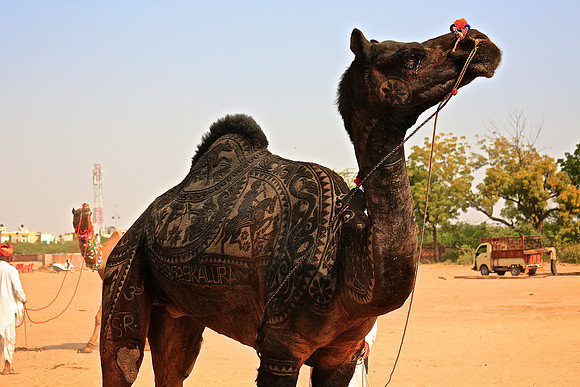Nagaur Camel and Livestock Fair, Nagaur, Rajasthan