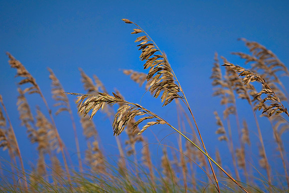 Hatteras Island, Outer Banks, North Carolina
