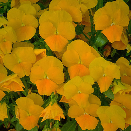 Spring flowers at the Pines, Davidson, NC