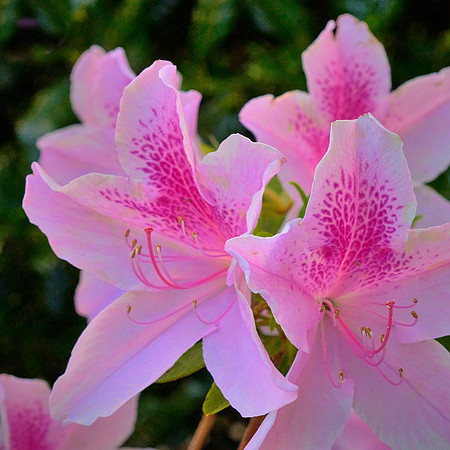 Spring flowers at the Pines, Davidson, NC