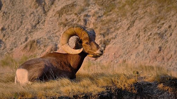 Big Horn Sheep at sunrise, Badlands National Park, SD