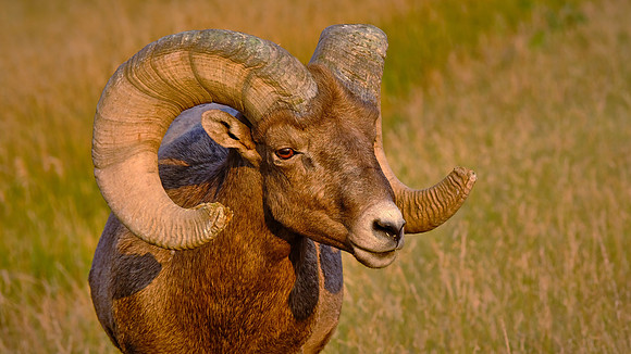 Big Horn Sheep at sunrise, Badlands National Park, SD