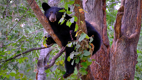 Vince Shute Wildlife Sanctuary, Orr, MN