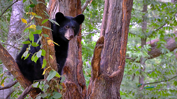 Vince Shute Wildlife Sanctuary, Orr, MN