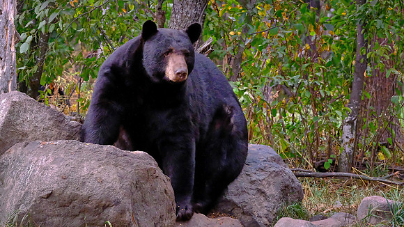 Vince Shute Wildlife Sanctuary, Orr, MN
