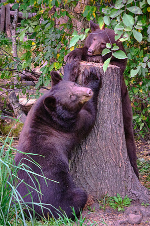Vince Shute Wildlife Sanctuary, Orr, MN