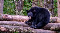 2021 Aug - Wild Minnesota Bears