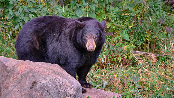 Vince Shute Wildlife Sanctuary, Orr, MN