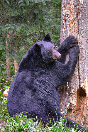 Vince Shute Wildlife Sanctuary, Orr, MN