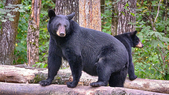 Vince Shute Wildlife Sanctuary, Orr, MN
