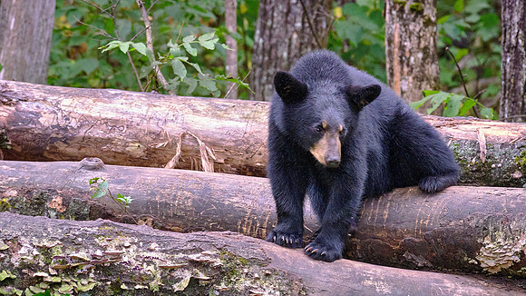 Vince Shute Wildlife Sanctuary, Orr, MN