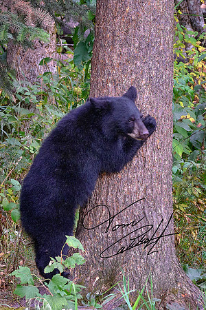 Vince Shute Wildlife Sanctuary, Orr, MN