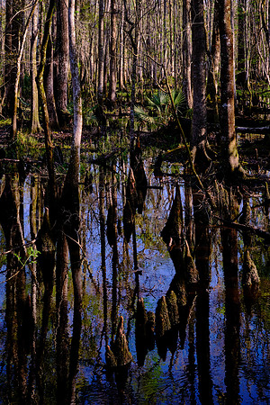 Francis Beidler Forest Audubon Center & Sanctuary