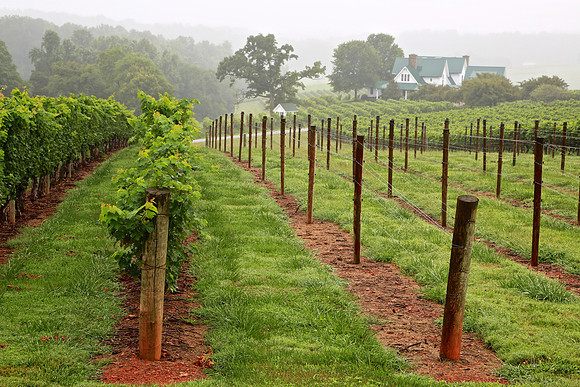 Shelton Vineyards