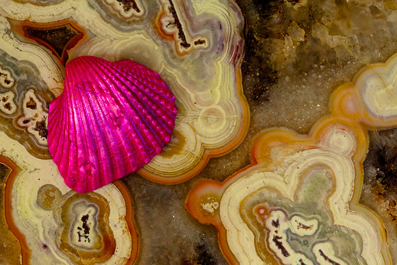 Macro Photography